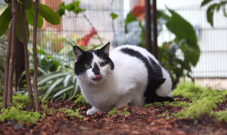 Image: cat
