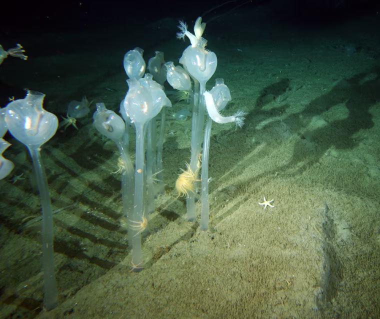 Image: tunicates, an animal that is stalk like in structure and looks like glass tulips are seen in Antarctic waters