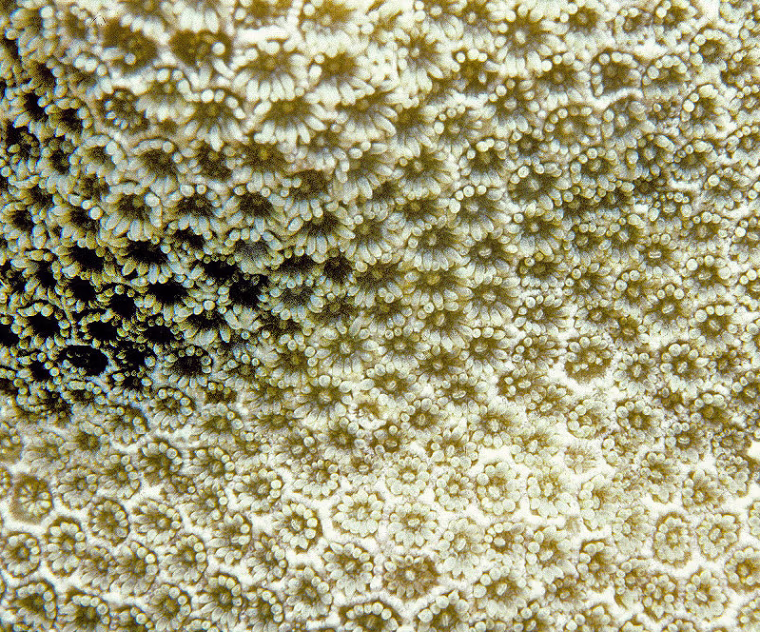 A close up image of Porites pukoensis, listed as Critically Endangered on the Red List of Threatened Species. Each coral polyp is about 2 mm diameter when expanded.