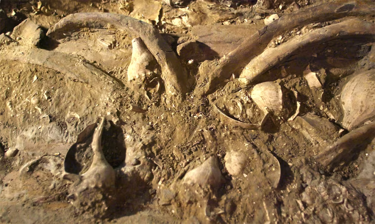 WHALE FOSSIL