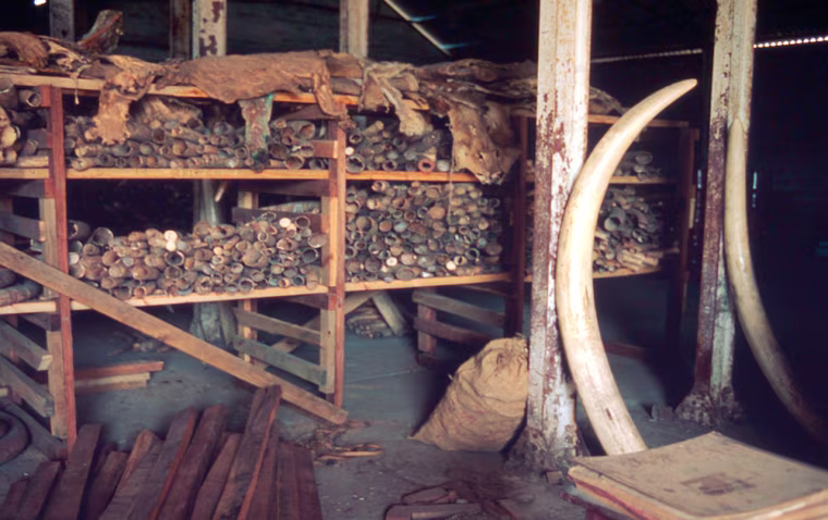 Loxodonta africana
African Elephants' tusks seized by authorities
