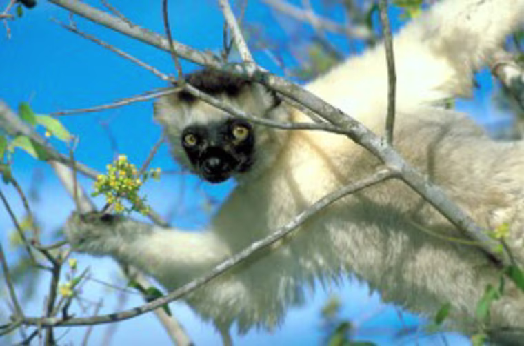 Verreaux's sifaka lemur (Propithecus verreauxi) is endemic to Madagascar and is assessed as Vulnerable. This lemur's deciduous forest habitat is being cleared for timber, firewood and charcoal production, resulting in a fragmented habitat that is also at risk from fires. The species is also hunted in some areas of the island.