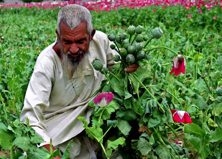 AFGHAN FARMER