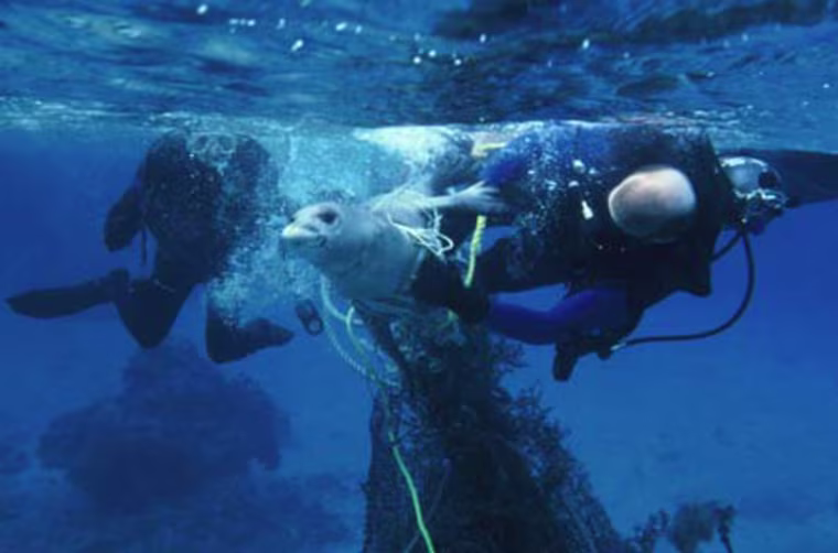 French Frigate Shoals, Hawaii ( ) - NOAA Lt. Cmdr. Mark Pickett (right) and NOAA Lt. Mark Sramek (left) struggle to free an entangled endangered Hawaiian monk seal pup. Photo by Raymond Boland, NMFS.
