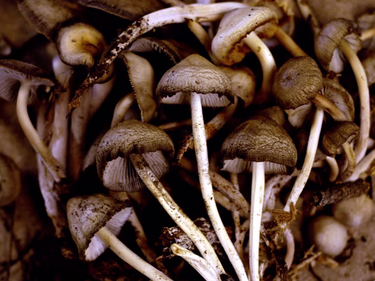 ** ADVANCE FOR SUNDAY, JUNE 26 **These are some of the mushrooms collected by San Francisco State University professor Dennis Desjardin and his students in the northern Sierras near Bassets, Calif. on June 7, 2005. (AP Photo/Max Whittaker)
