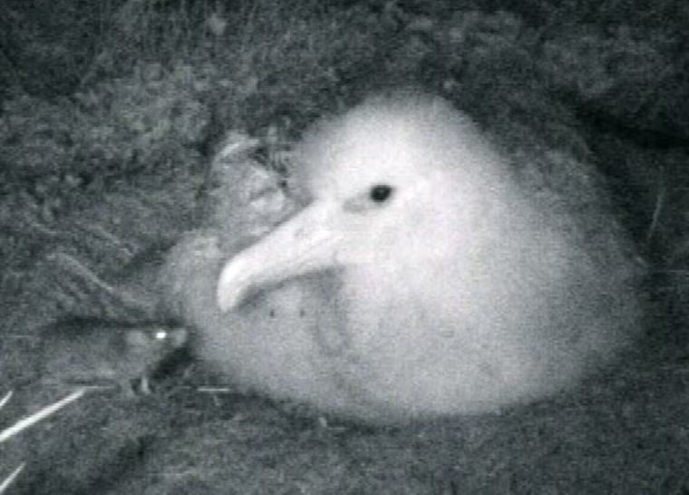 Gough Island's \"monster mice\" feed on an albatross chick in this videograb