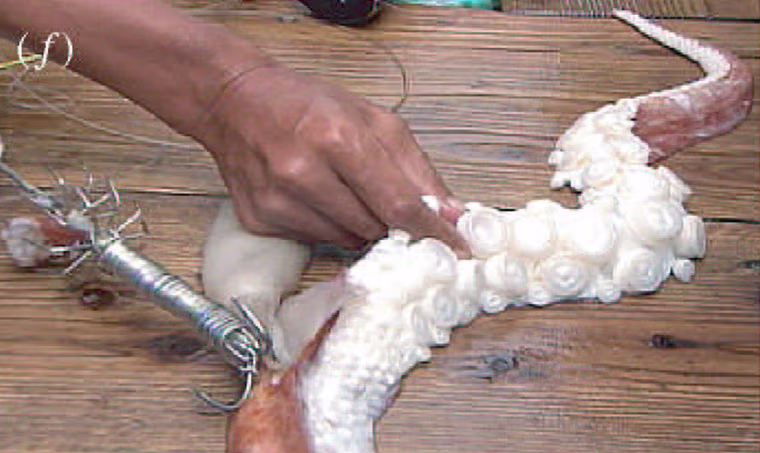 EMBARGOED UNTIL 2301 GMT SEPTEMBER 27, 2005 - To match feature Science Squid