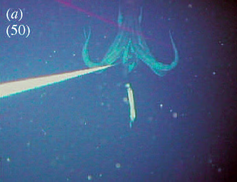 EMBARGOED UNTIL 2301 GMT SEPTEMBER 27, 2005 - To match feature Science Squid