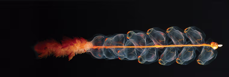 A physonect siphonophore, Marrus sp., photographed during NOAA's Arctic \"Hidden Ocean\" expedition in support of the Census of Marine Life. ©2005, Kevin Raskoff