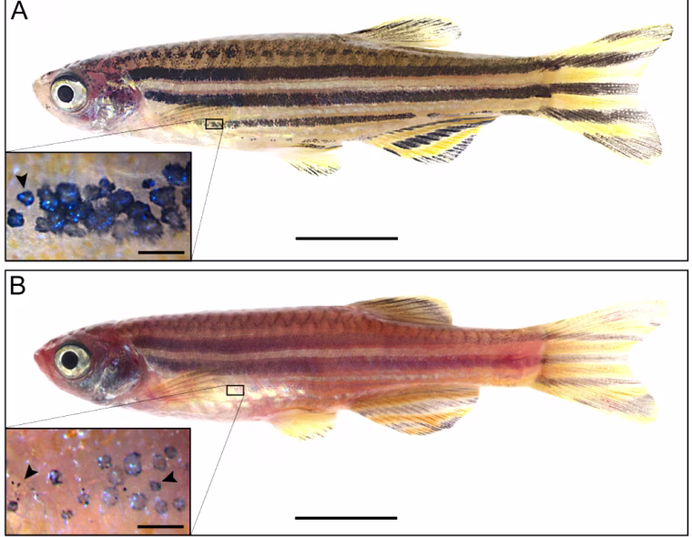 The wild-type zebrafish above has darker stripes than the \"golden\" zebrafish below. The insets show that the \"golden\" zebrafish has fewer, smaller and less dense pigment-filled compartments called melanosomes than the wild-type zebrafish.