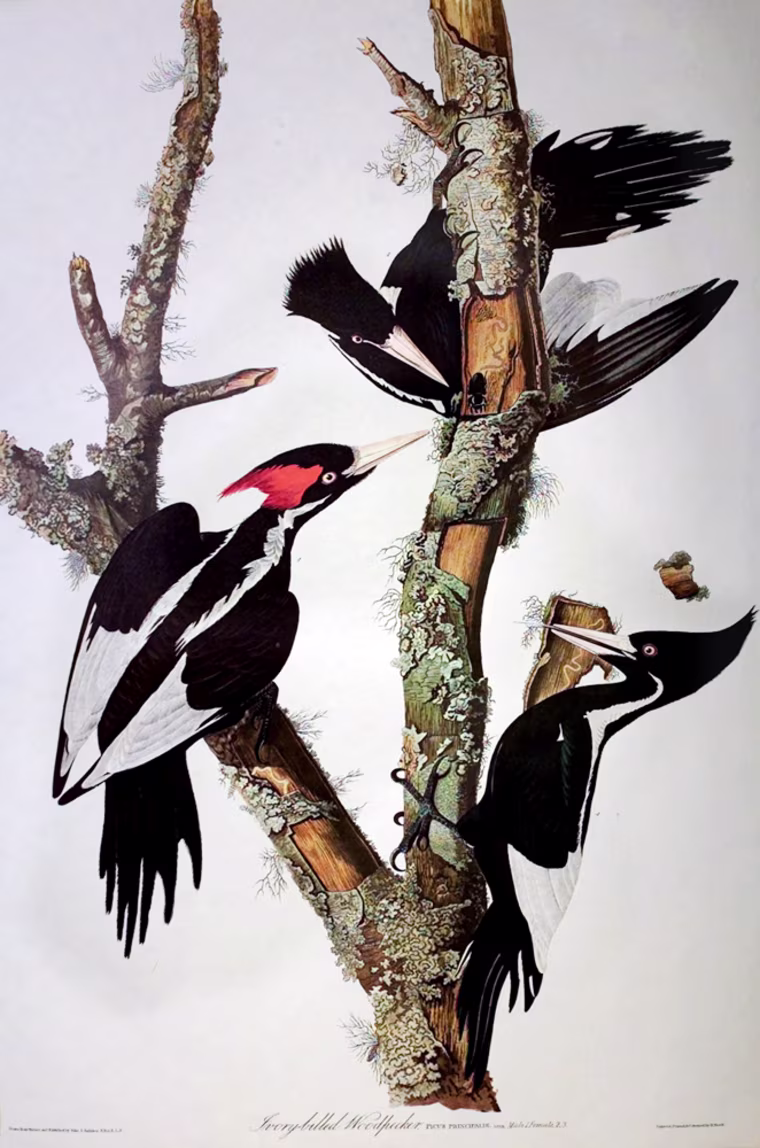 IVORY BILLED WOODPECKER