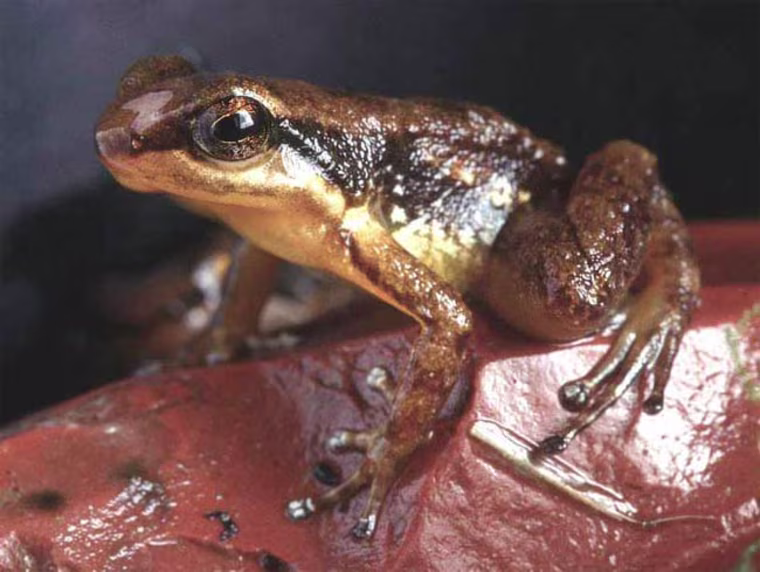 Female specimen of the newly identified Colostethus breweri. Credit: Charles Brewer-Carias, reproduced from Zootaxa with permission of Magnolia Press
