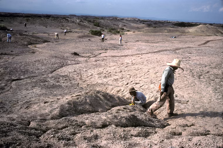 Geologist, Dr. Giday WoldeGabriel strides past Dr. Leslea J. Hlusko, a fossil finding paleoanthropologist, in his search of an outcrop of volcanic tuff to sample and date. Dr. Hlusko is scanning every inch of sediment on the eroding walls of the tiny ravine which exposes fossils. The outcrops are checked frequently for newly exposed fossils eroding from the soft sediments. The fossils found here belong to the genus Australopithecus, species anamensis. This is the earliest species of the \"ape-man\" genus. Dr. Giday WoldeGabriel is the senior project geologist and a Middle Awash project co-director, as well as being a Geology Team Leader at Los Alamos National Laboratory. Dr. Leslea J. Hlusko is a paleoanthropologist with the Department of Integrative Biology at U.C. Berkeley.