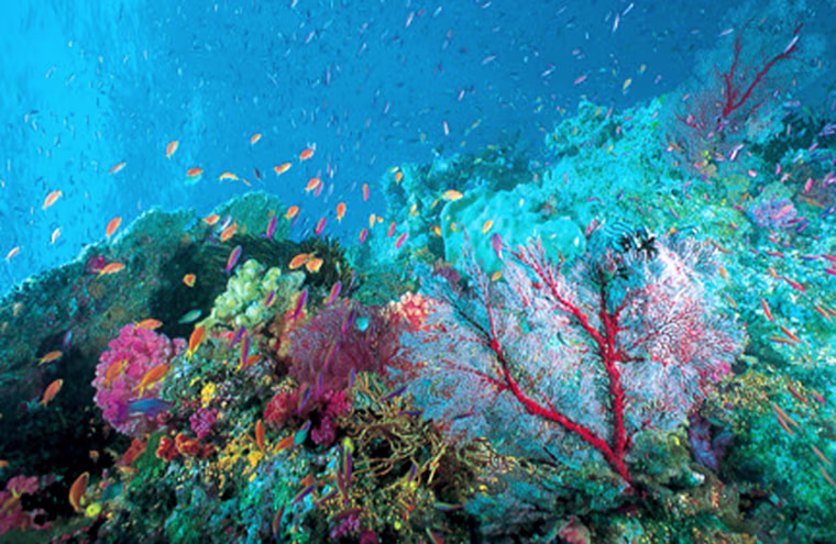 At a color-choked site called Chimneys off Namena Island, anthias and fairy basslets twirl, twist, rise and fall over a Fauvist dream forest of corals.