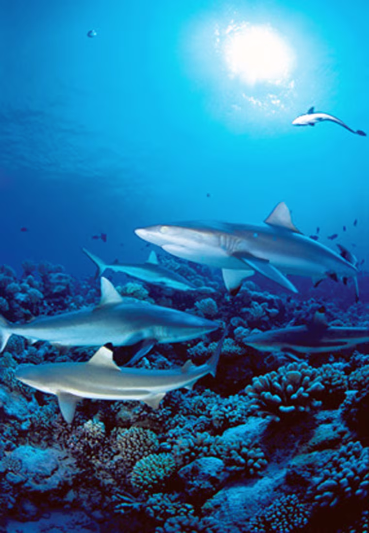 At Muri Muri off the iconic island of
Bora-Bora, a parade of gray reef sharks greets divers.