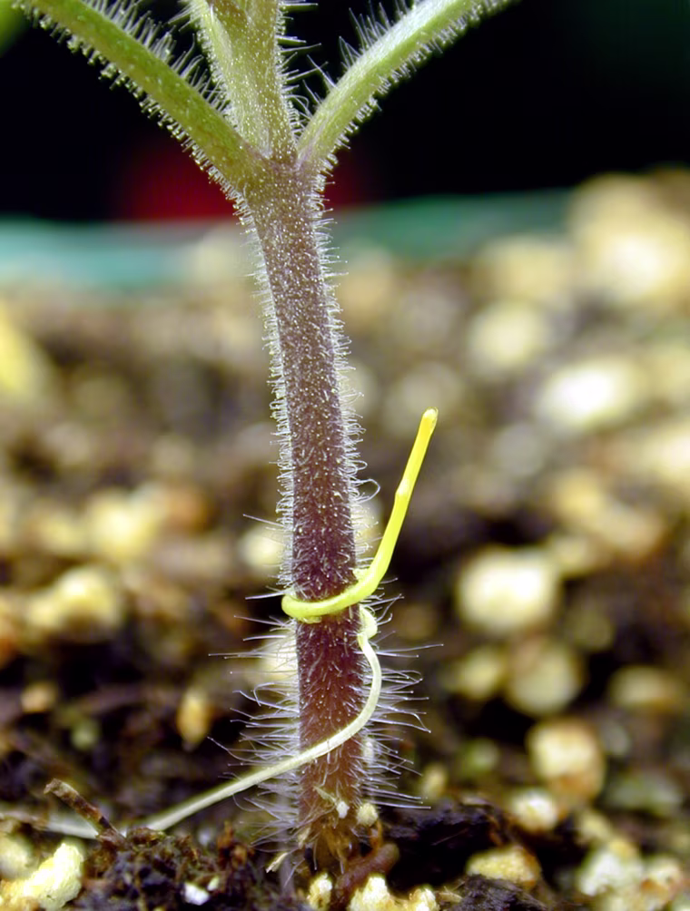 ** EMBARGOED UNTIL 2:00 P.M. EDT, Thursday, SEPT 28 ** This undated photo provided by the journal Science shows a seedling of the parasitic plant Cuscuta pentagona attaches to a tomato plant. The parasitic dodder plant seems to be able to sniff out its victims, coiling around crops and making itself a pest to many farmers. It's a finding researchers say may point to ways to head off this damaging weed. (AP Photo/Courtesy of De Moraes and Mescher Labs, Science, Justin Runyon )