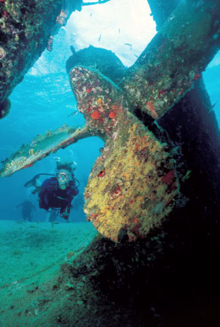 Tube sponges decorate a piling at Discover Bay.