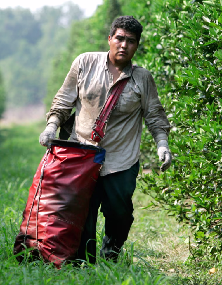 **ADVANCE FOR WEEKEND OF JUNE 2-3**Emanuel Mandujarro, 20, of Guanajuato, Mexico, carries a sack of oranges while working at a citrus farm owned by Sorrells Brothers Inc. in the Central Florida town of Arcadia, Fla. Friday, May 11, 2007. He is working in the country as a temporary worker with an H-2A agriculture work visa. The agriculture guest worker program was designed as a way to provide a stable, legal work force for agriculture with safe working conditions for the immigrants, without adversely affecting local wages.  (AP Photo/Lynne Sladky)