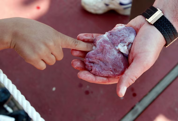 The heart of a shark is displayed during the Star Island Yacht Club shark tournament in Montauk, New York