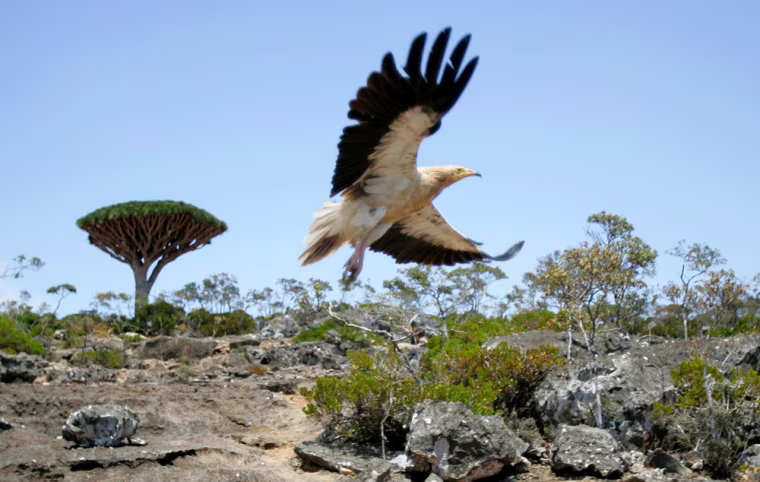 To match feature YEMEN-SOCOTRA