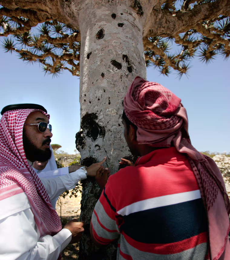 To match feature YEMEN-SOCOTRA