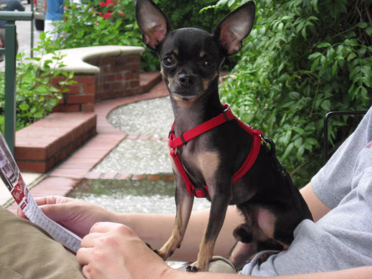 Gizmo chillin' this summer outside a cafe in Charleston, SC.
