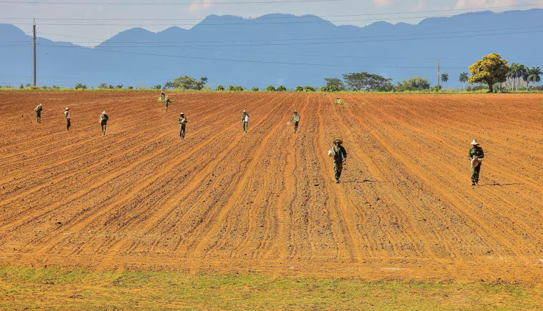 Image: Cuban workers prepare the land to plant tobacco