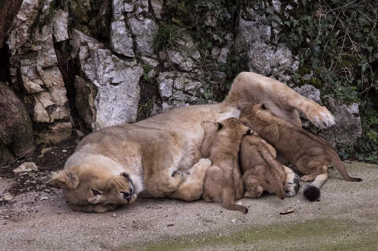 Image: Asiatic lion Shiva, the mother of the three unnamed cubs, feeds them in the Besancon zoo, eastern France