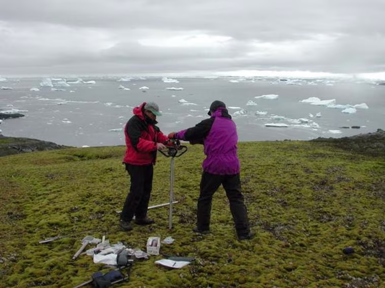 Moss Antarctica