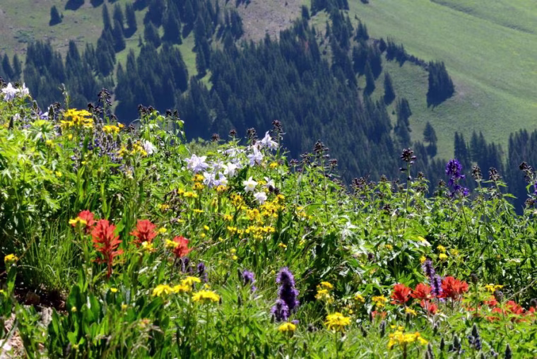 Image: Rocky Mountain wildflowers