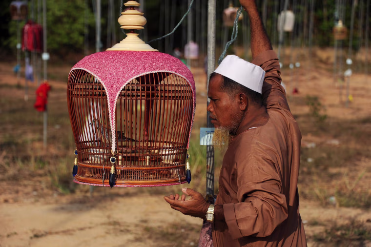 Image: A contestant displays a bird as part of a bird-singing contest