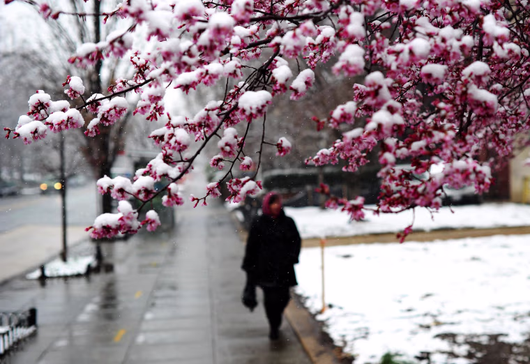 Image: A woman walks past a cherry tree covered with snow