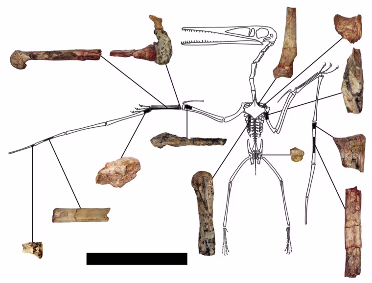 Image: Illustration of fragmentary remains of Kryptodrakon progenitor