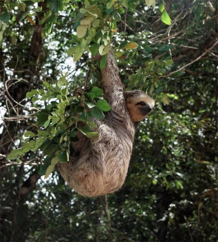 Image: A sloth at the edge of a forest in the Amazon.