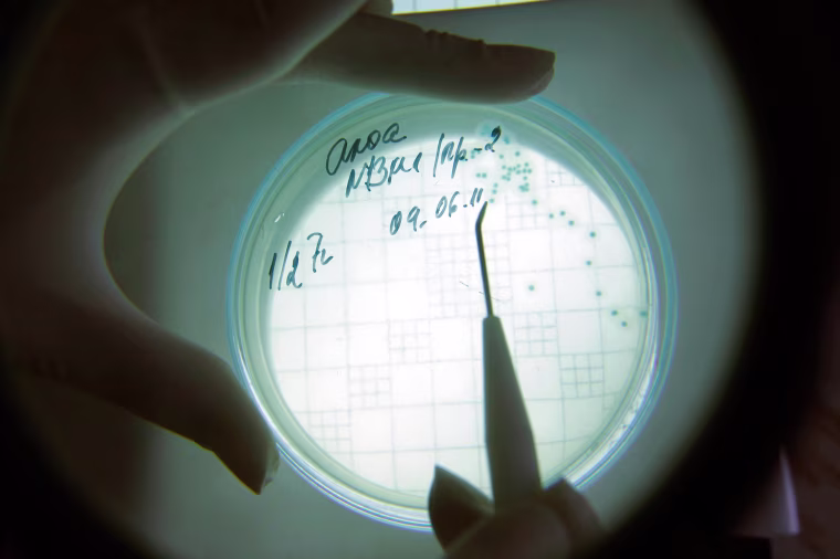 A laboratory technician counts isolated Escherichia coli (E. coli) bacteria