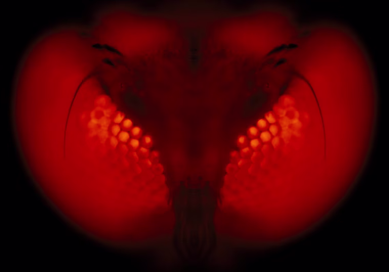Image: Fluorescent micrograph of the compound eye of a transgenic mosquito expressing a red-fluorescent reporter gene.