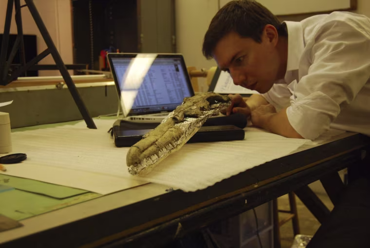 Image: Examining bird skull