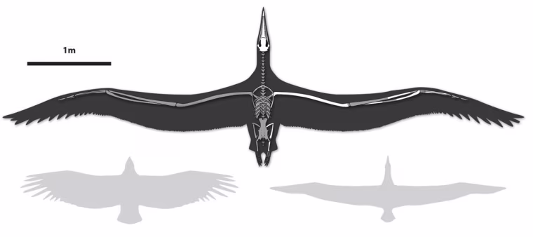 Image: Scale drawing