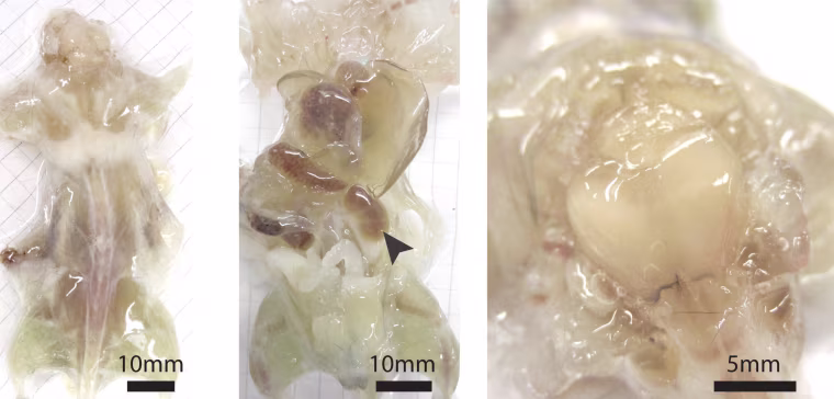 Image: A mouse with its skin removed during various stages of examination