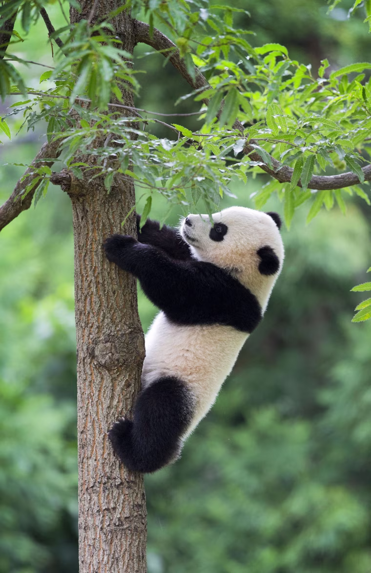 Image: Bao Bao