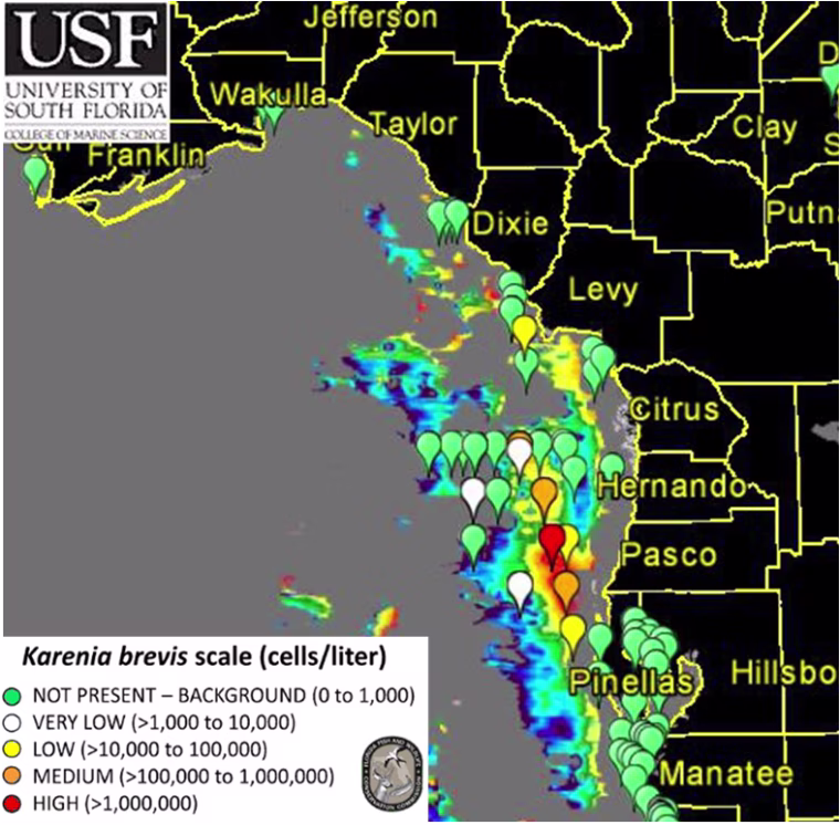Image: Algae bloom off Florida's Gulf Coast