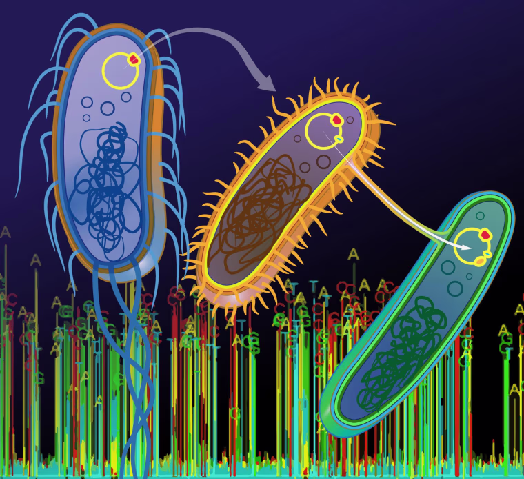 Image: Plasmid transfer between bacterial species can be investigated with single-molecule DNA sequencing technology.