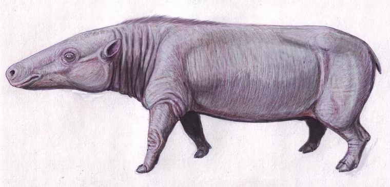 Image: Anthrocothere, believed to be a common ancestor to hippos