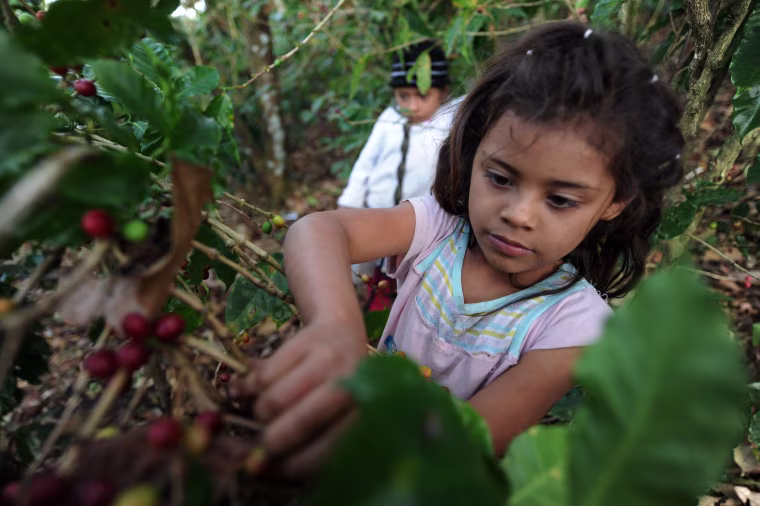 Image: A child harvests coffee beans in the dep
