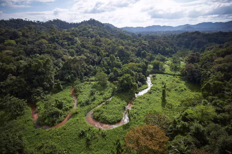 Trees are still thick within a pocket of jungle in the Mosquitia that is home to the ruins of an ancient civilization that were neighbors to the Maya.