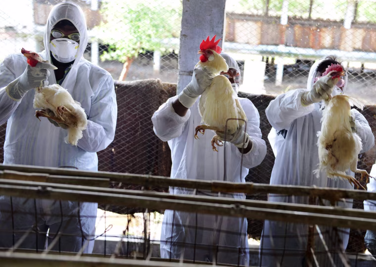 Image: Indian health workers wring the necks of chickens during a culling