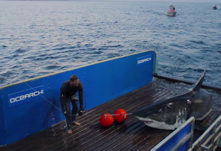 Image: Great White shark Mary Lee