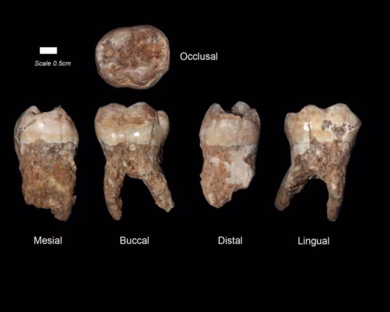 Teeth found in Qesem Cav