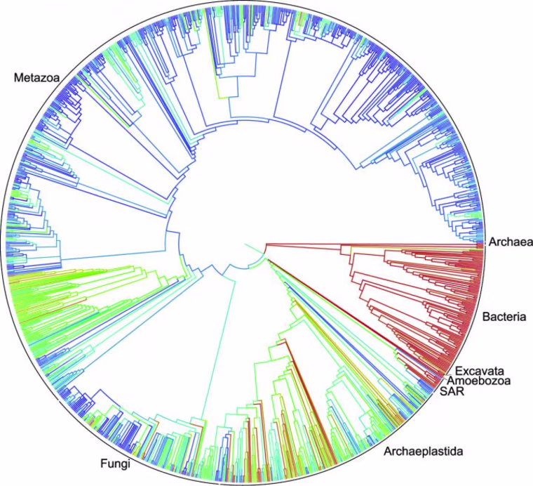A simplified representation of the combined tree of life - even the smallest nodes may split further into thousands of species. (Humans are somewhere in the 'metazoa' branch making up the top half.)