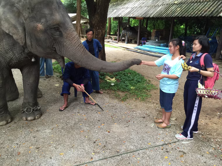 Image: Natthanan Sukon feeding an elephant